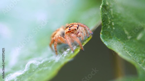 Macro photography of a spider