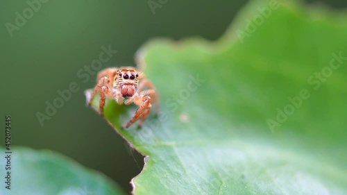 Macro photography of a spider