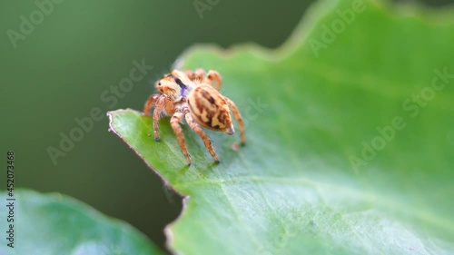 Macro photography of a spider