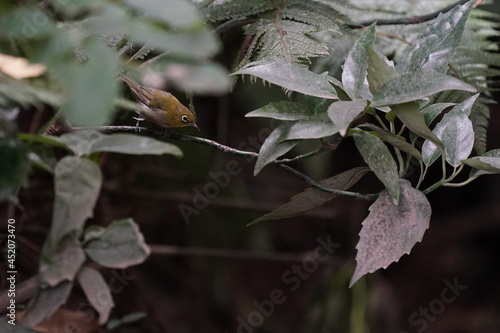 white eye on the branch © Matthewadobe