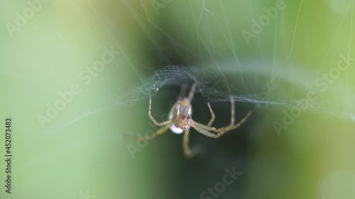 Macro photography of a spider
