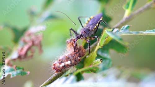 Macro photography of insects eating caterpillars on leaves