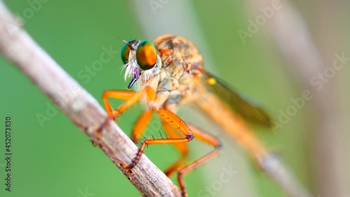 Macro photography of hammerhead fly