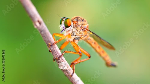 Macro photography of hammerhead fly