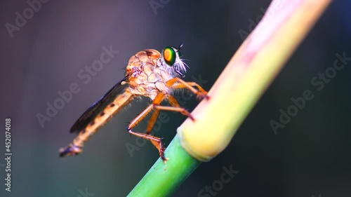 Macro photography of hammerhead fly