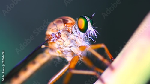 Macro photography of hammerhead fly