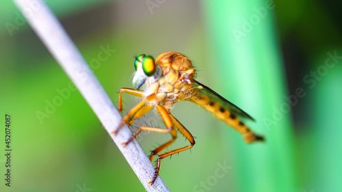 Macro photography of hammerhead fly