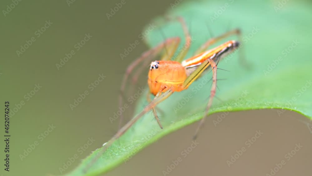 Macro photography of a spider Macro photography of a spider