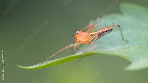 Macro photography of a spider