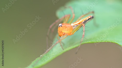 Macro photography of a spider