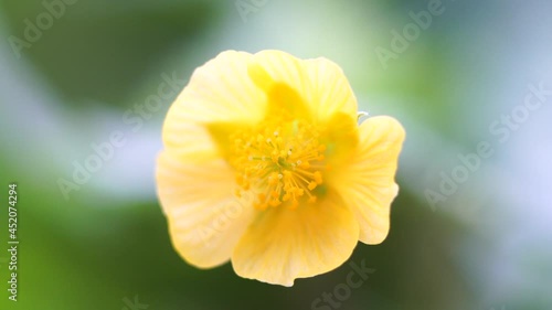 Close-up of a blooming yellow flower.