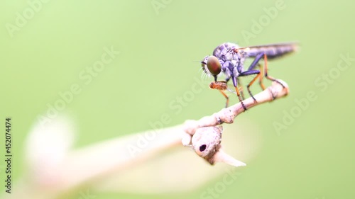 Macro photography of hammerhead fly