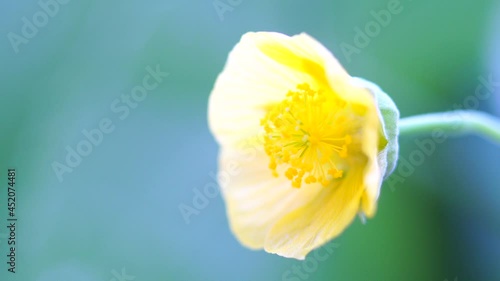 Close-up of a blooming yellow flower.