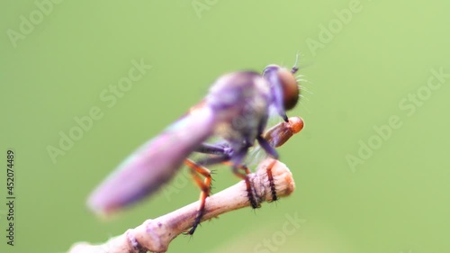Macro photography of hammerhead fly