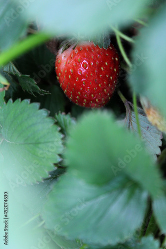 Natural strawberry on its plant.