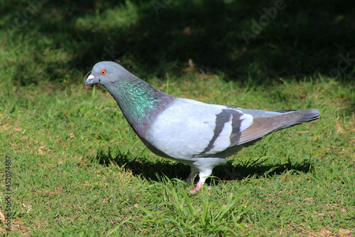Profile of grayish dove holding a twig.