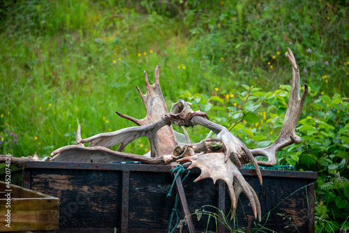 Multiple moose animal antlers stacked in an old wooden cart. The large animal parts are the horn section of the cranium. There are vibrant lush green shrubs and grass in the background.  photo