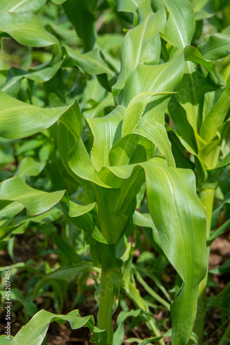 Tall green stalks of organic corn growing in a corn maze field. The tall healthy vegetable has long thick stems, vibrant green leaves and is bunched together as they grow. The corn is in its husk.