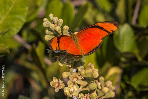Brazilian Orange Butterfly on the Branch with Closed Flowers 