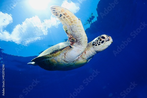 green sea turtle © 総惠 平林