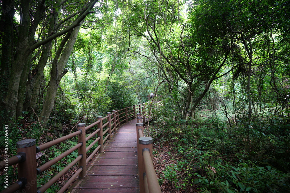 Fototapeta premium a wonderful walkway in summer forest