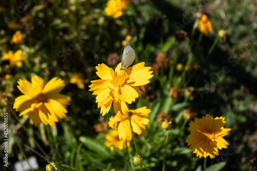 white butterfly on yellow flower in a garden
