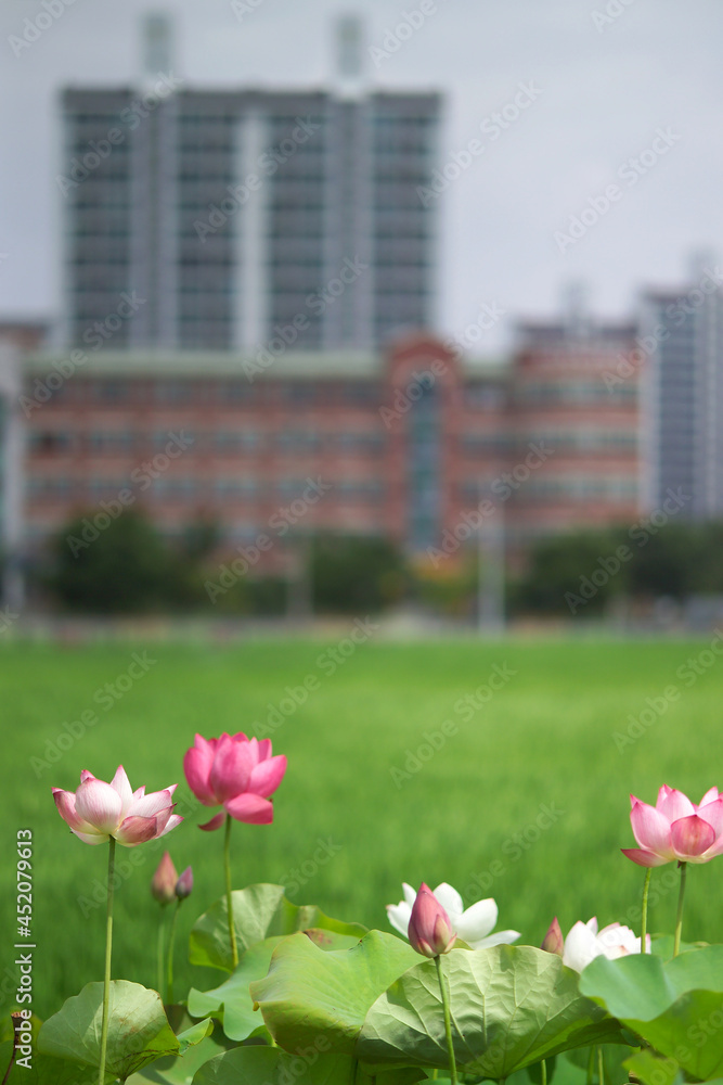 lotus flowers in the city