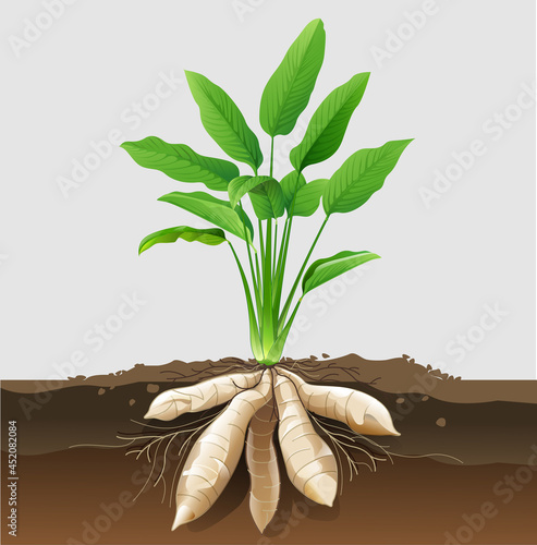 Tableau sur toile Vector illustration of arrowroot plant