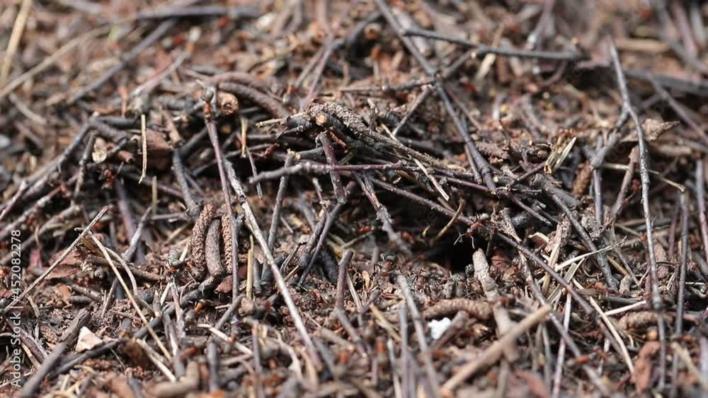 Ants work on an anthill of small branches and wood close-up. Ant's nest. Ants work on an anthill of small branches and wood close-up. Ant's nest.
