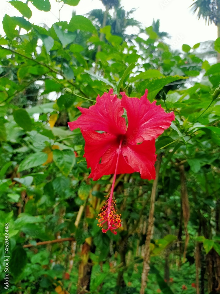 red hibiscus flower in green garden.