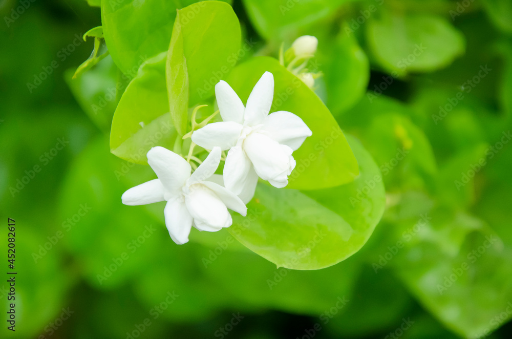 PURE WHITE ARABIAN JASMINE WITH GREEN BLUR BACKGROUND. PURE WHITE ARABIAN JASMINE WITH GREEN BLUR BACKGROUND.