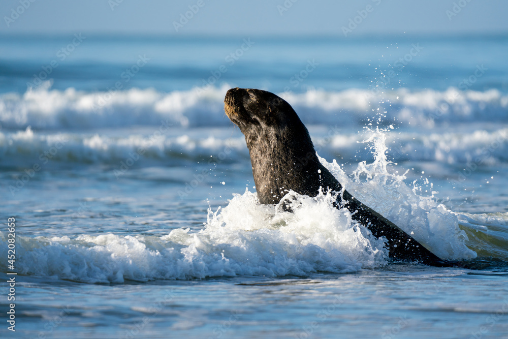 Obraz premium Sea Lion in New Zealand crashes through a wave on a beach 
