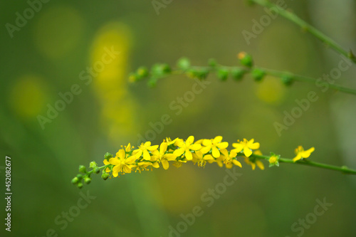 close up of yellow flowers