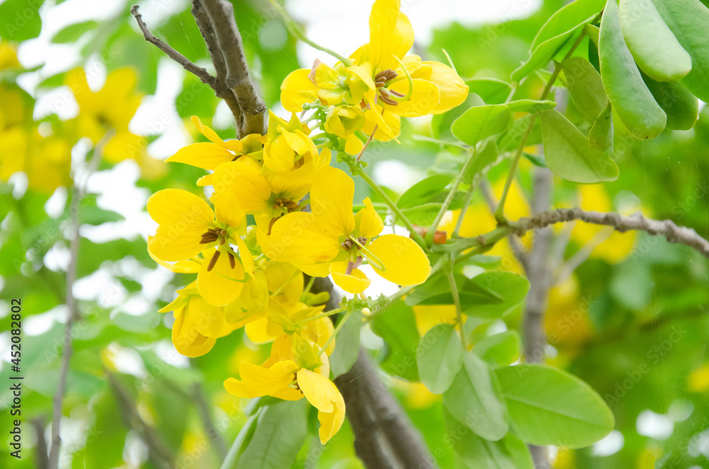 YELLOW AMALTAS FLOWER WITH GREEN LEAVES WITH BLUR BACKGROUND.