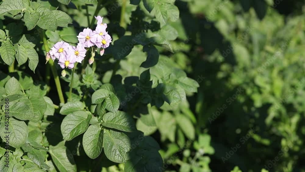 Blooming with light purple flowers of the potato crop. Ripening of potatoes in the sun. Green tops of potatoes in the farm fields. Blooming with light purple flowers of the potato crop. Ripening of potatoes in the sun. Green tops of potatoes in the farm fields.