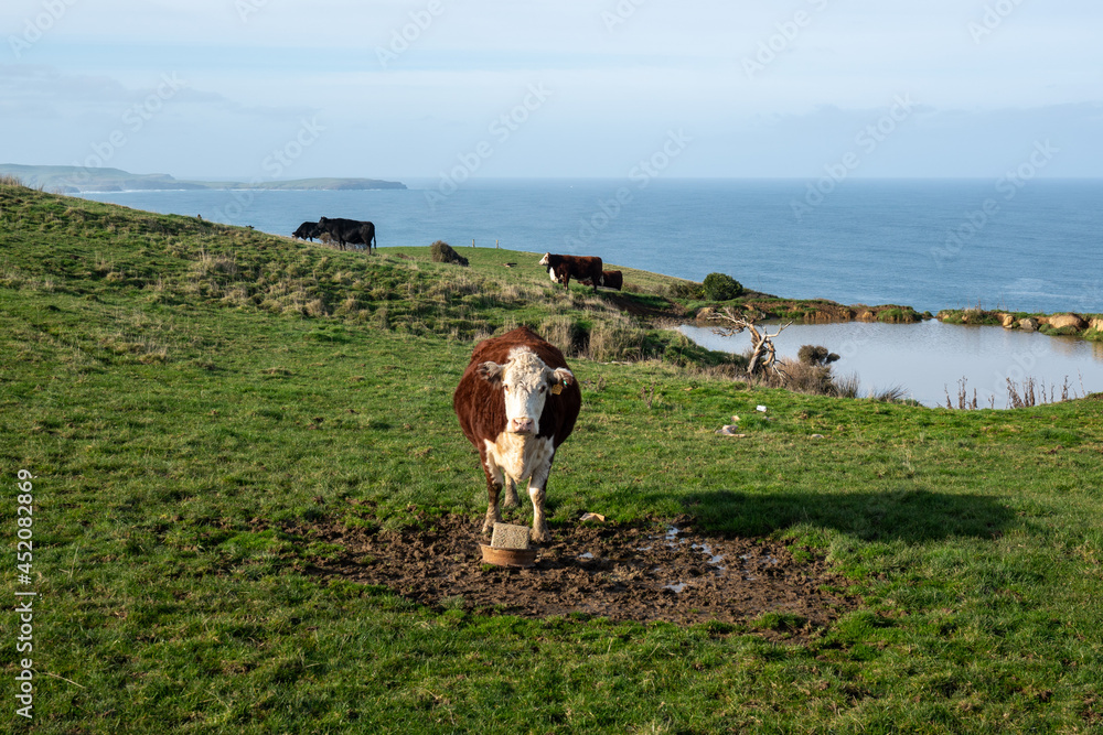A Cow with a salt lick on a coastal field in New Zealand