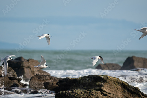 Common tern bird colony in New Zealand on the rocks in the Catlins