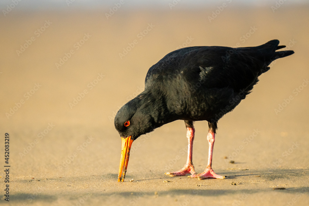 Oystercatcher bird searching for food in the sand on a beach in New Zealand Oystercatcher bird searching for food in the sand on a beach in New Zealand