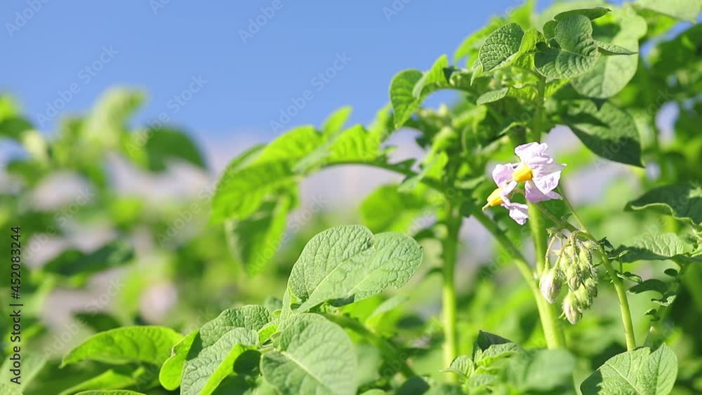 Blooming with light purple flowers of the potato crop close-up. Ripening of potatoes in the sun. Green tops of potatoes in the farm fields.