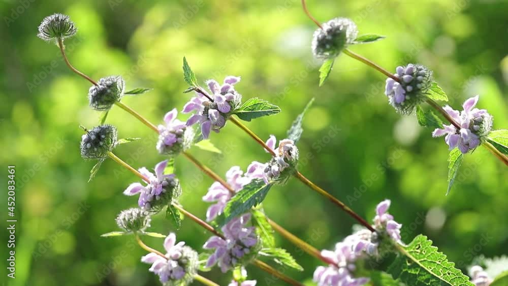 Purple field wild flower close-up. Tuberous zopnik. Forest flowers in the process of growing on a green sunny background. Purple field wild flower close-up. Tuberous zopnik. Forest flowers in the process of growing on a green sunny background.