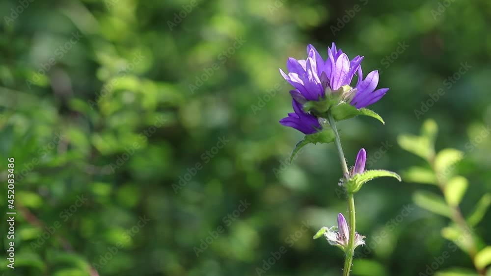 A crowded purple bell gleams with shadows in the sun with copy space. A purple bell flower in the sunshine at the peak of summer bloom. A crowded purple bell gleams with shadows in the sun with copy space. A purple bell flower in the sunshine at the peak of summer bloom.