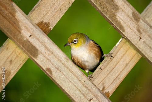 A Wax eye, Silver eye or also known as a White eye bird  photo