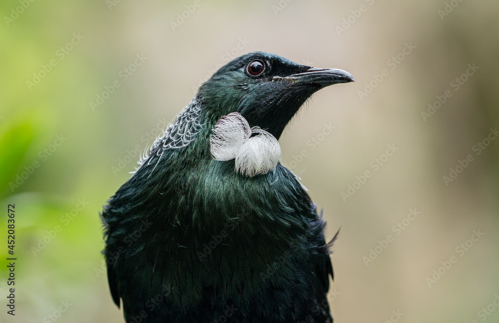 Close-up portrait of a Tui Bird in New Zealand