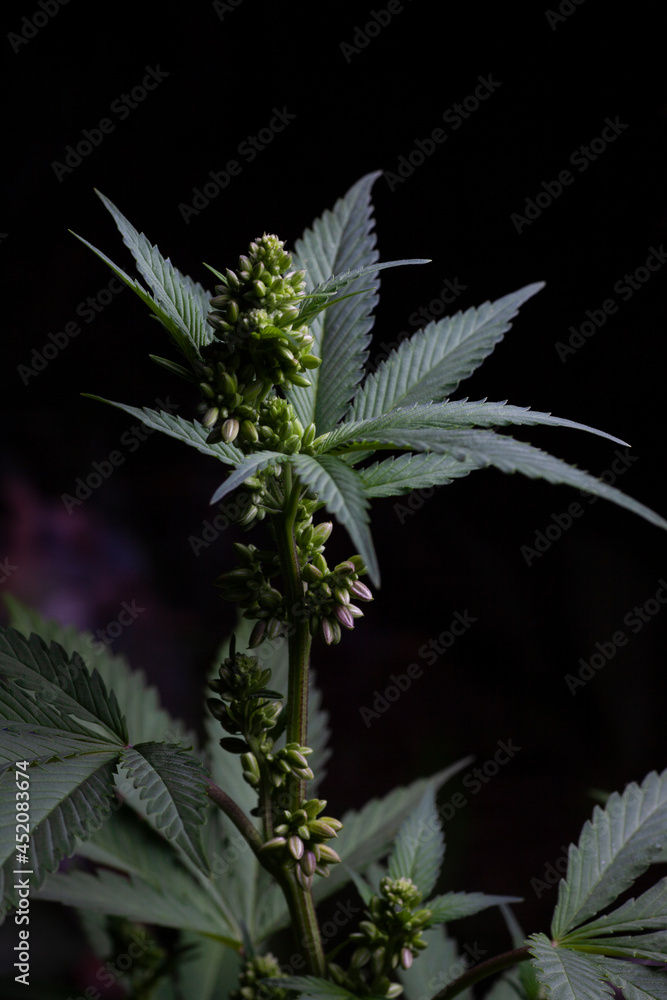 cannabis flower and leaves in farm cannabis flower and leaves in farm