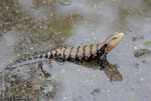 A Blue tongued skink (Tiliqua sp) lowers its body temperature during the day by wallowing in puddles of water. These reptiles are active during the day. 