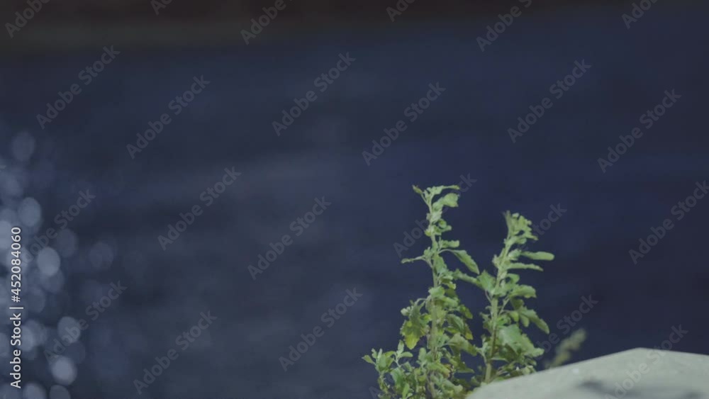 The wind that blows on tonic plants, the image of a sustainable society (1) The wind that blows on tonic plants, the image of a sustainable society (1)