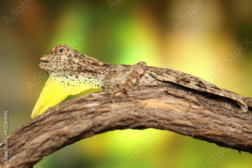 A flying lizard  Draco volans  is sunbathing on a vine branch before starting its daily activities.