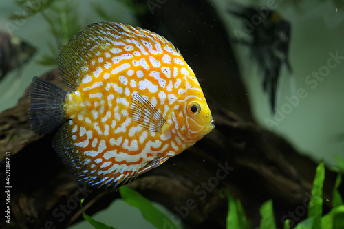 A Symphysodon discus fish swimming gracefully in an aquarium. This cichlid fish comes from the Amazon river basin in South America. 