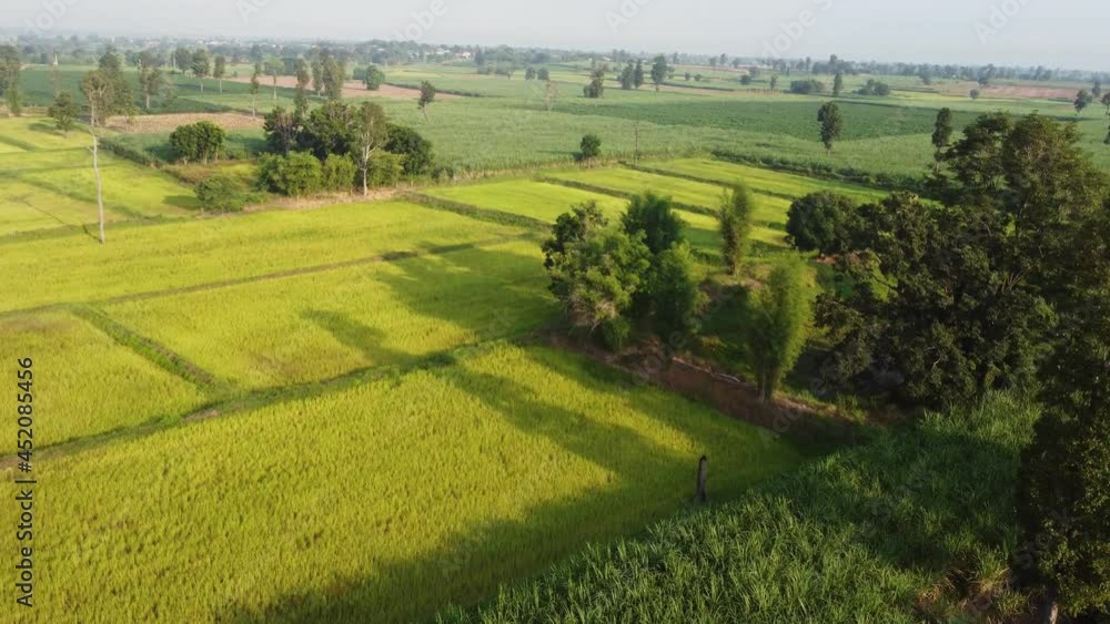 4k arial view of rice fields and sugarcane fields. 4k arial view of rice fields and sugarcane fields.