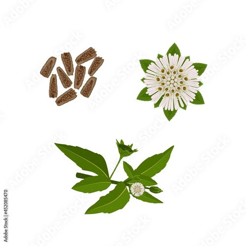Vector illustration, Leaves, flowers and seeds of Eclipta Alba, Eclipta Prostrata or Bhringraj, also known as False Daisy, herbal medicinal plant effective in Ayurvedic medicine.